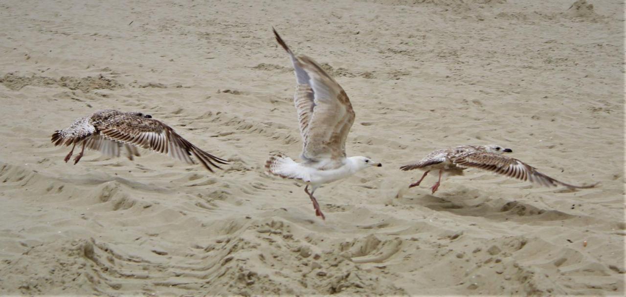 Prima Playa Daire Miedzyzdroje Dış mekan fotoğraf